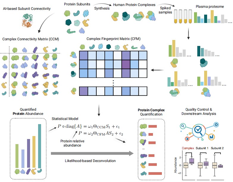 Schematic of COMFIDENT workflow integrating AI-based subunit connectivity, complex fingerprint/connectivity matrices, and likelihood deconvolution to quantify protein complexes from Olink or SomaScan plasma proteomes.